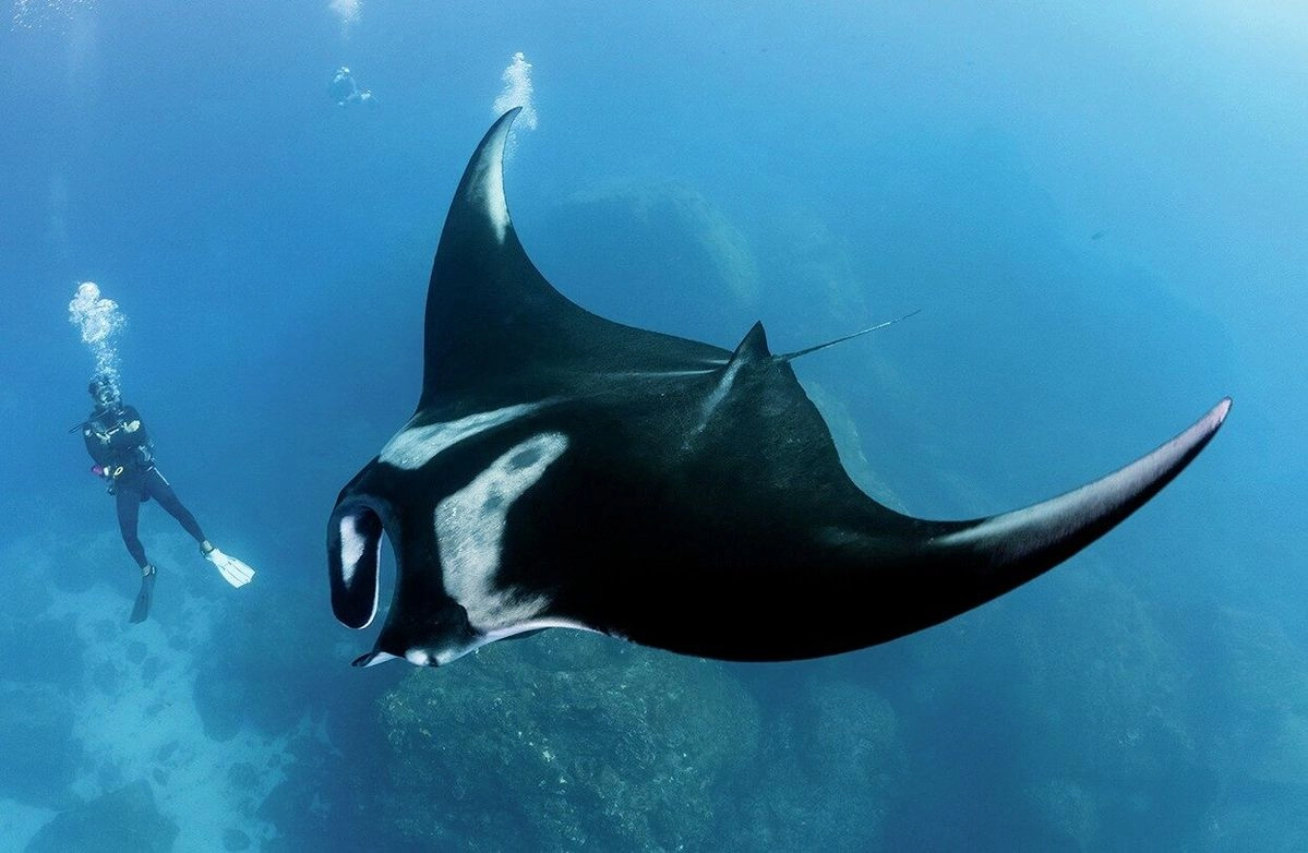 Excursión de buceo en la luna de miel con mantas raya