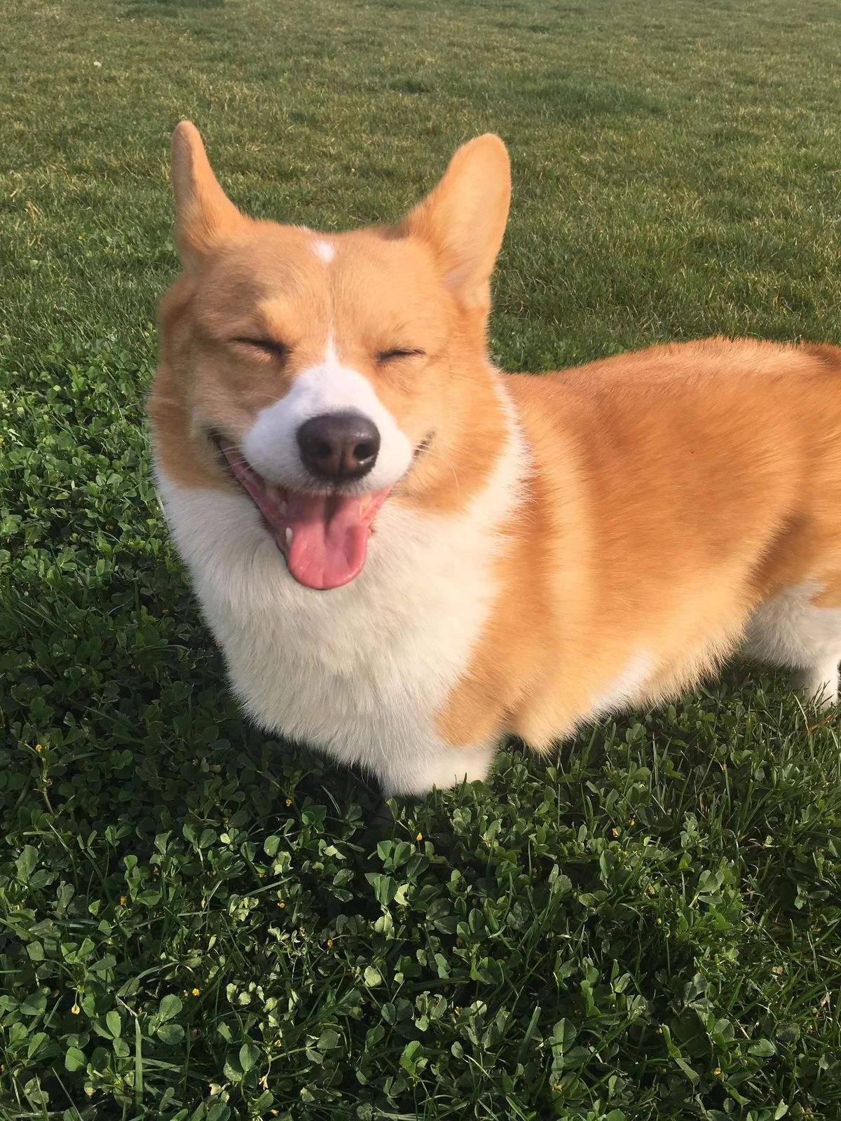 Paco, nuestro futuro Corgi (o varios)
